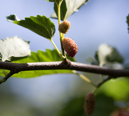Mulberry berries on a tree branch