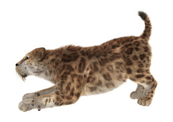 3D Rendering Saber Tooth Tiger on White