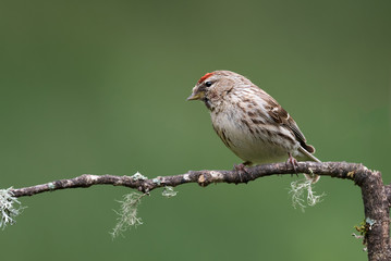 A close portrait of a lesser redpoll perched on a branch and looking left