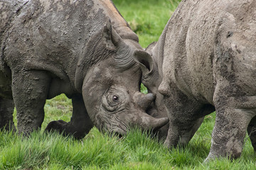 Obraz premium A close up photograph showing the heads of two rhinoceros fighting