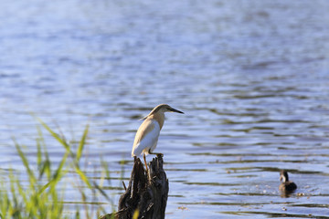 White egret in flight