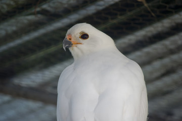 grey goshawk