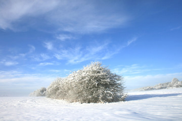 Bäume in der Winterlandschaft