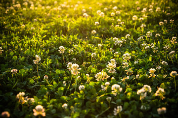Obraz premium Flowering summer Yosemite Valley. Sunset and a meadow