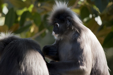 dusky leaf monkey
