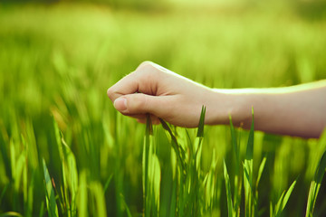 Field, grass, plants, summer, hand, sun, light