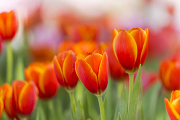 tulips in the flower garden