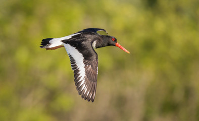 oystercatcher flying over a field with wings down