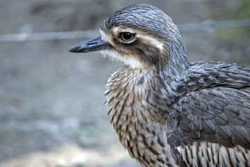 bush stone curlew