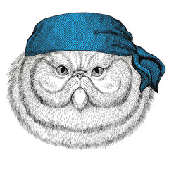 Portrait of fluffy persian cat Wild animal wearing bandana or kerchief or bandanna Image for Pirate Seaman Sailor Biker Motorcycle