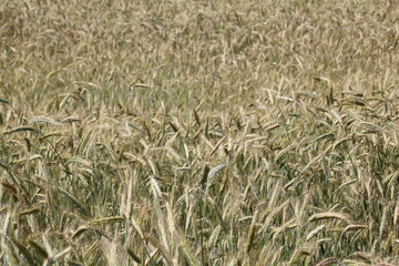 Field sown whith wheal