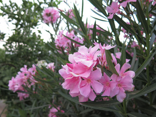 Closeup of Pink Oleander Flower