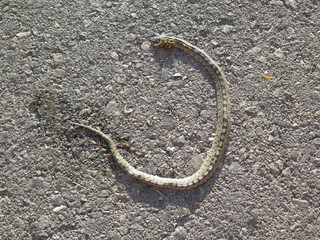 Wasps eating away at dead Snake