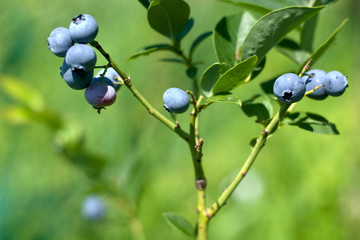 Una pianta di mirtilli
