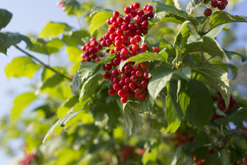 Obraz premium Die roten Beeren des Schneeballs (viburnum)