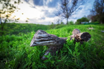 Wooden log at Sunset