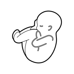 human fetus isolated icon vector illustration design
