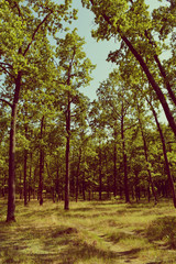 Fabulous forest in summer time