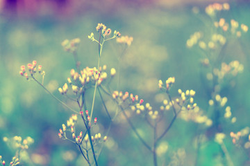 colorful grass flower  soft focus spring background
