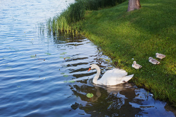Obraz premium Swan with cubs near lake