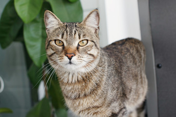 The cat with a curious look