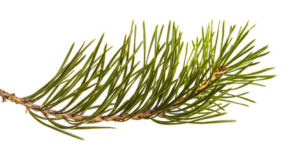 A branch of a pine tree. Isolated on white background