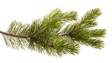 A branch of a pine tree. Isolated on white background