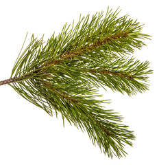 A branch of a pine tree. Isolated on white background