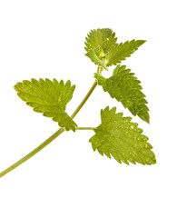 A branch of peppermint. Isolated on white background