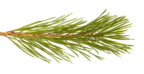 A branch of a pine tree. Isolated on white background