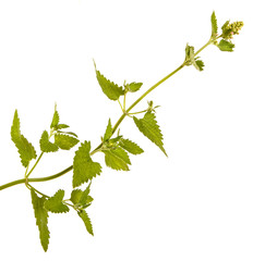 A branch of peppermint. Isolated on white background