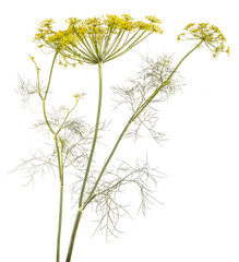 Blossoming dill isolated on white background