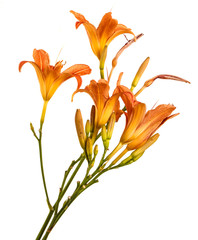 Flower of an orange daylily isolated on a white background
