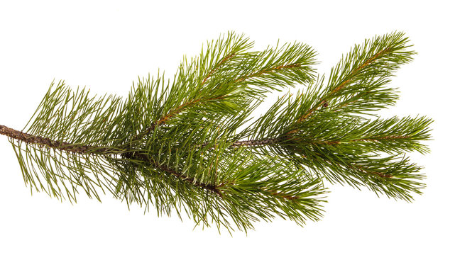 A branch of a pine tree. Isolated on white background © toomler
