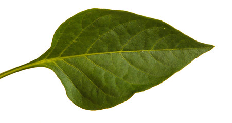 Obraz premium Leaves of sweet pepper. Isolated on white background