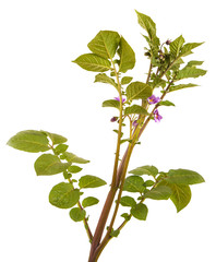 Part of a potato bush with green leaves. Isolated on white background