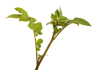 Part of a potato bush with green leaves. Isolated on white background