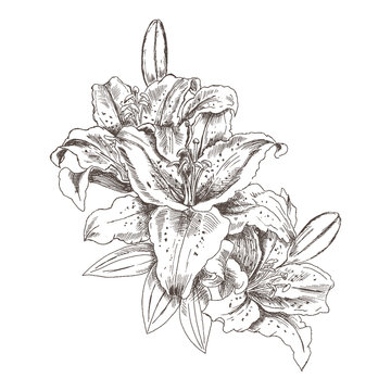 Hand drawn sketch flowers tiger lilies. Flower tiger Lily pencil sketch in vintage style. Vector illustration isolated on white background.