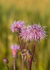 Acker-Kratzdistel, Cirsium arvense