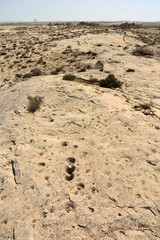 Rocky deserted landscape with ancient dot carvings at Jebel Jassassiyeh site in Northern Qatar.
