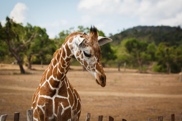 Fototapeta premium Philippines Calauit Island Whild park, giraffe