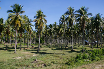Fototapeta premium Coconut plantation, Coron, Busuanga island, Palawan province, Philippines