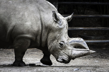 Fototapeta premium Rinoceronte