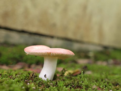 ケショウハツ