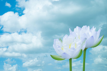 Beautiful lotus on blue sky background.