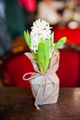 White hyacinth on a dark background