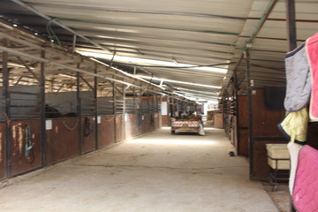 horses and stable