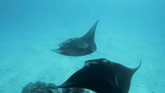 raies manta en polyn&eacute;sie tahiti 