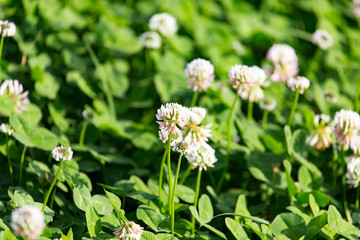 White flowers on a clover