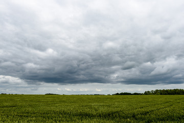 Yellow wheat field close up macro photograph